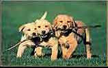  Cute picture of three Golden Retreiver puppies carrying a stick 
